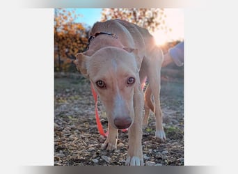 Nala2 (TO) süße Maus erobert jedes Herz im Sturm