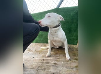 Navidad(LR) junger Rüde spielt und tobt gerne