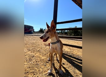 Gloria(TO) wunderschöne Hundemaus