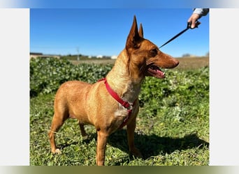 Sonia (LR) liebevolle, menschenbezogene und energiegeladene Hündin