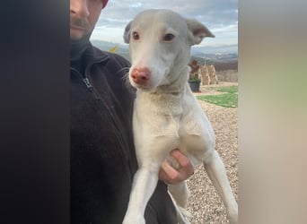 Navidad(LR) junger Rüde spielt und tobt gerne