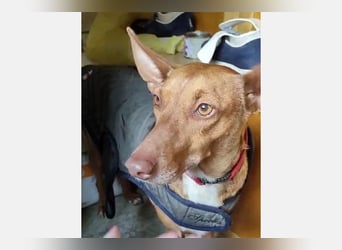 Ween (TO) liebevoll und sanft