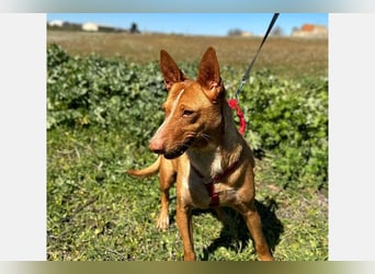 Sonia (LR) liebevolle, menschenbezogene und energiegeladene Hündin