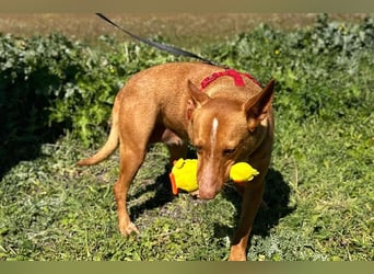 Sonia (LR) liebevolle, menschenbezogene und energiegeladene Hündin