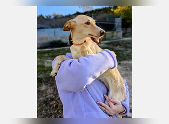 Nala2 (TO) süße Maus erobert jedes Herz im Sturm