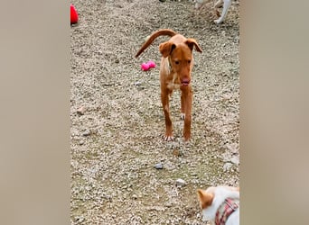 Zeus(JA) wunderschöner Bube sucht sein Zuhause