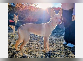 Nala2 (TO) süße Maus erobert jedes Herz im Sturm