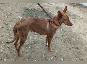 Ween (TO) liebevoll und sanft