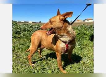 Sonia (LR) liebevolle, menschenbezogene und energiegeladene Hündin