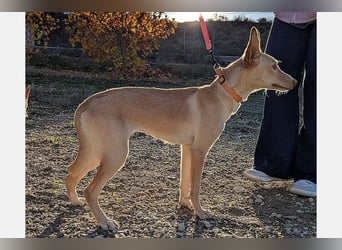 Nala2 (TO) süße Maus erobert jedes Herz im Sturm