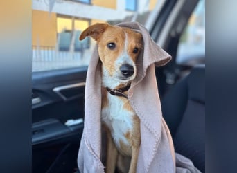 Lernfreudiger Podenco-Mix mit Ressourcenprolem - Toni wartet in 63150 Heusenstamm.