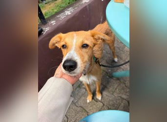 Lernfreudiger Podenco-Mix mit Ressourcenprolem - Toni wartet in 63150 Heusenstamm.