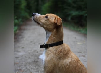 Lernfreudiger Podenco-Mix mit Ressourcenprolem - Toni wartet in 63150 Heusenstamm.