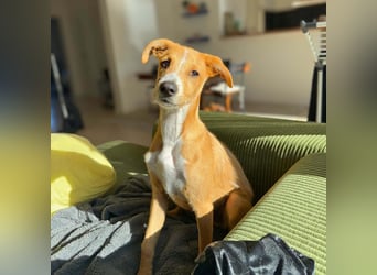 Lernfreudiger Podenco-Mix mit Ressourcenprolem - Toni wartet in 63150 Heusenstamm.