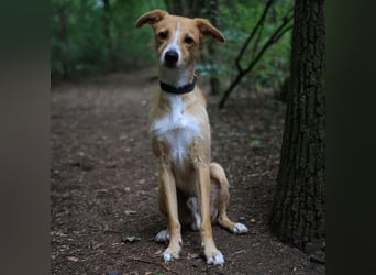 Lernfreudiger Podenco-Mix mit Ressourcenprolem - Toni wartet in 63150 Heusenstamm.