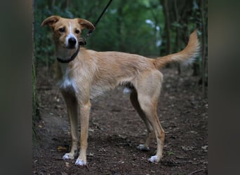 Lernfreudiger Podenco-Mix mit Ressourcenprolem - Toni wartet in 63150 Heusenstamm.