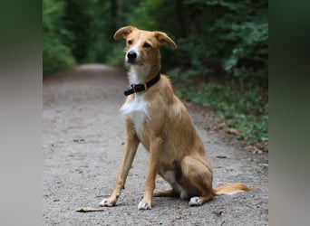 Lernfreudiger Podenco-Mix mit Ressourcenprolem - Toni wartet in 63150 Heusenstamm.