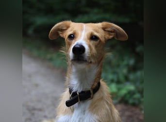 Lernfreudiger Podenco-Mix mit Ressourcenprolem - Toni wartet in 63150 Heusenstamm.