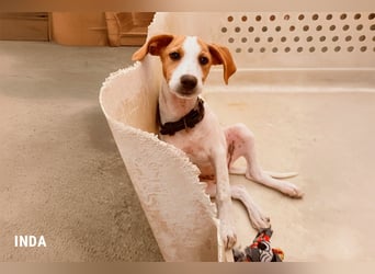 Inda - eine Zuckerschnute