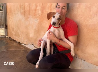 9 Welpen aus Spanien suchen ihre Besitzer