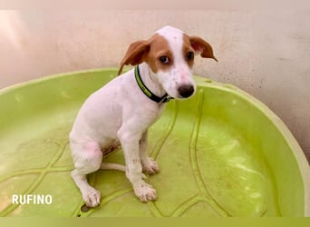 Rufino sucht ein Zuhause