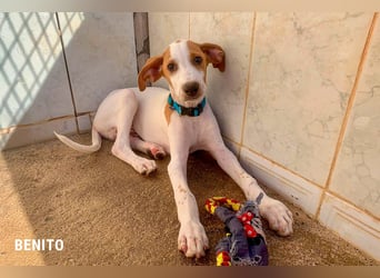 9 Welpen aus Spanien suchen ihre Besitzer