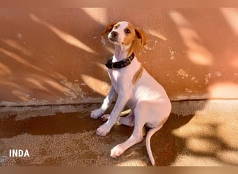 Inda - eine Zuckerschnute