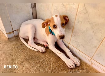 Benito sucht sein Glück