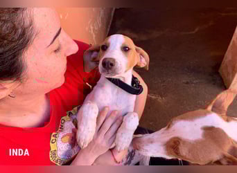 Inda - eine Zuckerschnute