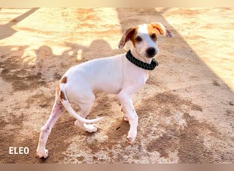 9 Welpen aus Spanien suchen ihre Besitzer