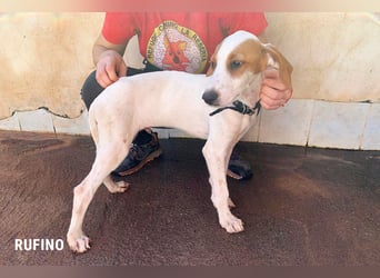 Rufino sucht ein Zuhause