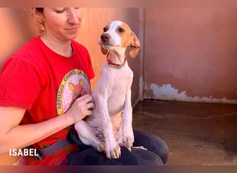 9 Welpen aus Spanien suchen ihre Besitzer