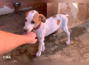 Fina auf Körbchensuche