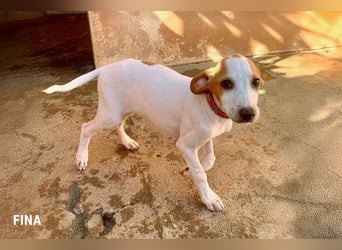 9 Welpen aus Spanien suchen ihre Besitzer