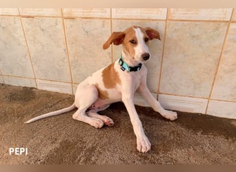 9 Welpen aus Spanien suchen ihre Besitzer