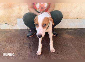 Rufino sucht ein Zuhause