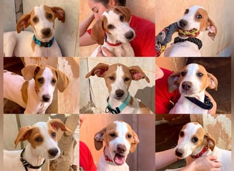 9 Welpen aus Spanien suchen ihre Besitzer