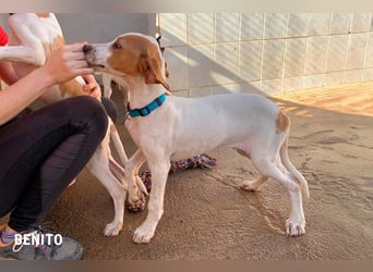 Benito sucht sein Glück