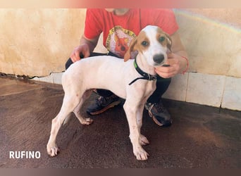 Rufino sucht ein Zuhause