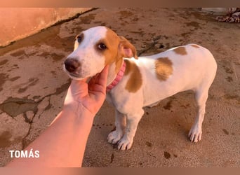 Tomas ein knuffiger kleiner Kerl