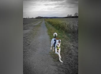 Liebenswerter wunderschöner Rüde - Keks