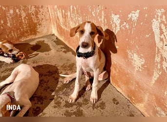 Inda - eine Zuckerschnute