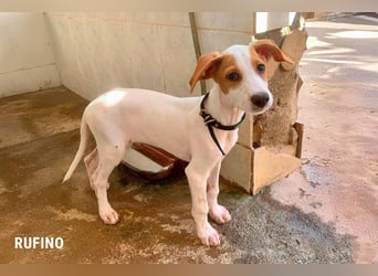 Rufino sucht ein Zuhause