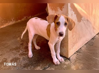 Tomas ein knuffiger kleiner Kerl