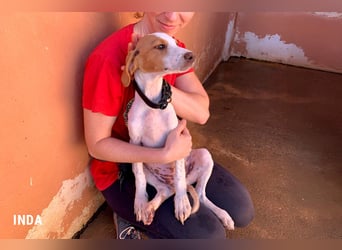 Inda - eine Zuckerschnute