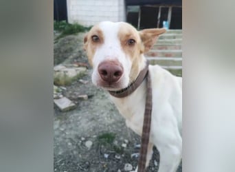 Newton ,Zarter Podenco auf der Suche nach seiner zweiten Chance