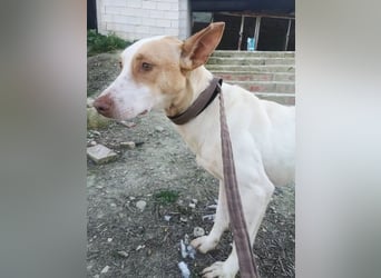 Newton ,Zarter Podenco auf der Suche nach seiner zweiten Chance