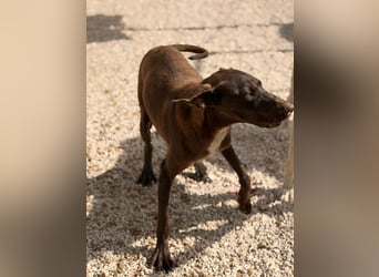 Siri - wunderschöner Podenco-Mix voller Lebensfreude sucht sein Glück