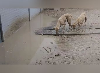 Humus ,schüchterner Podenco-Rüde sucht seine Nadel im Heuhaufen