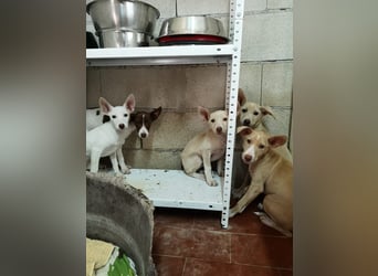 Humus ,schüchterner Podenco-Rüde sucht seine Nadel im Heuhaufen